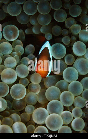 Aus der Tiefe der Blasenkorallen blickt Pierogyra sinuosa, ein Clownanemonfisch Amphiprion ocellaris, hervor Stockfoto