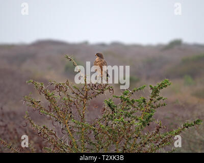 Single Grasshopper Bussard (Butastur rufipennis) auf Zander auf Pfeifen acacia Dornbusch in Galana Conservancy, Kenia, Afrika Stockfoto