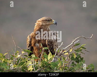 Brise rüffelt Federn von Tawny Eagle (Aquila rapax) in gutem Abendlicht ...