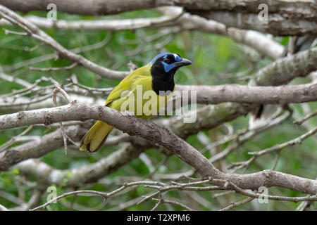 Green Jay (Cyanocorax luxuosus) in McAllen, Texas Stockfoto