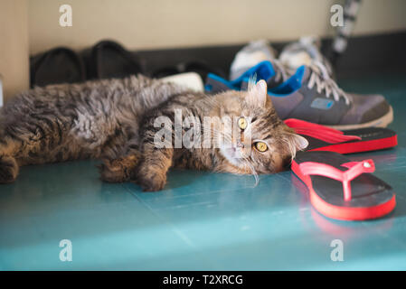 Schönen Kater aalen sich in der Sonne auf dem Boden neben Schuhe, die er auf den Rest mag. Stockfoto