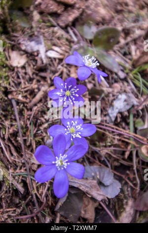 Vier schöne Leberblümchen außerhalb Stockfoto