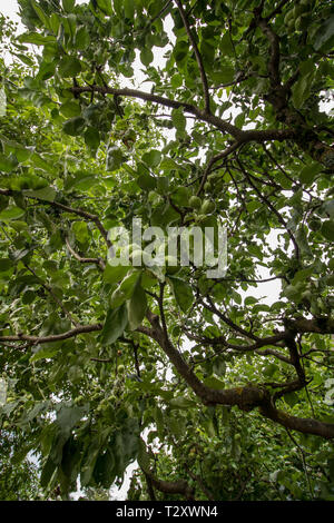 Apple Tree von unten Stockfoto