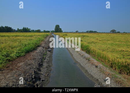 Erde graben Bewässerungskanal Fütterung Wasser von Reisfeldern. große, flache Nasse grüne Reisfelder Felder. Landwirtschaft Szene von tropischen Reis Kultur ein Stockfoto
