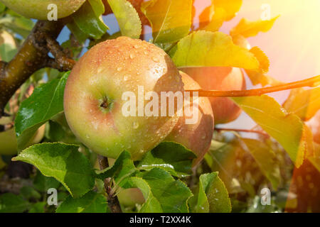 Große reife Äpfel Cluster hängen Heap auf Ast in einer intensiven Apple Orchard Stockfoto