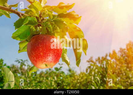 Große reife Äpfel Cluster hängen Heap auf Ast in einer intensiven Apple Orchard Stockfoto