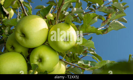 Große reife Äpfel Cluster hängen Heap auf Ast in einer intensiven Apple Orchard Stockfoto