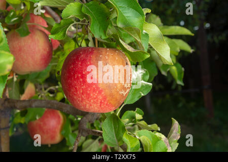 Pear Tree Krankheit auf die Blätter und Früchte. Schutz der Garten gegen Pilz Stockfoto