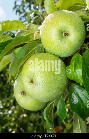Große reife Äpfel Cluster hängen Heap auf Ast in einer intensiven Apple Orchard Stockfoto