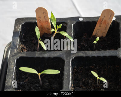 Neue, frische Tomaten Keimlinge in einem Samen keimen Fach Stockfoto