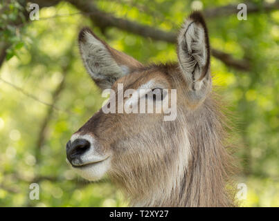 Porträt einer wasserbock seitwärts suchen, Krüger Nationalpark, Südafrika Stockfoto