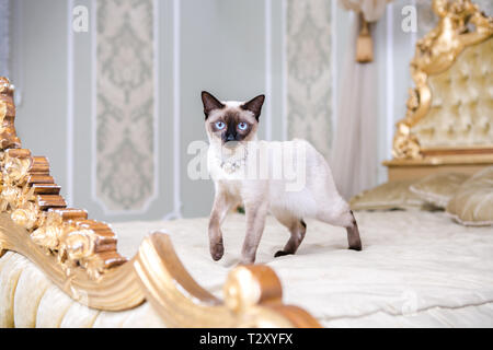 Das Thema Luxus und Reichtum. Junge Katze ohne Schwanz reinrassigen Bobtail Mecogon auf dem großen Bett Kopfteil in der Nähe der Renaissance Barock Kissen ist in F Stockfoto