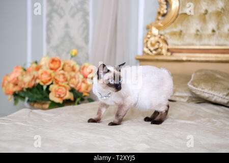 Das Thema Luxus und Reichtum. Junge Katze ohne Schwanz reinrassigen Bobtail Mecogon auf dem großen Bett Kopfteil in der Nähe der Renaissance Barock Kissen ist in F Stockfoto