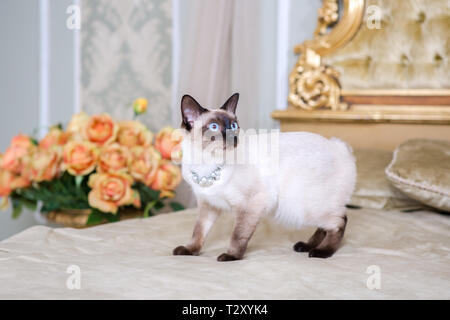 Das Thema Luxus und Reichtum. Junge Katze ohne Schwanz reinrassigen Bobtail Mecogon auf dem großen Bett Kopfteil in der Nähe der Renaissance Barock Kissen ist in F Stockfoto