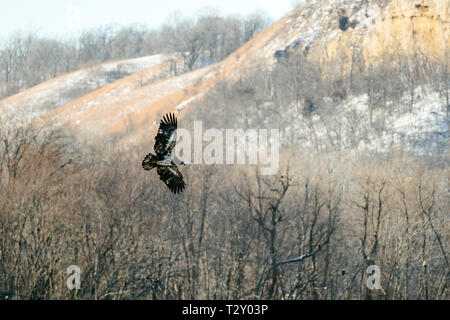 Ein Jugendlicher kahler Adler fliegt vor einigen Bäumen Stockfoto