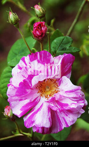 Rosa gallica Versicolor in Compton Verney Stockfoto