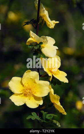 Rosa Xanthina "Canary Bird" Stockfoto