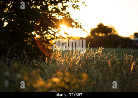 Sonne scheint durch die Gräser im golden hour in Nexo auf der Insel Bornholm in Dänemark. Stockfoto