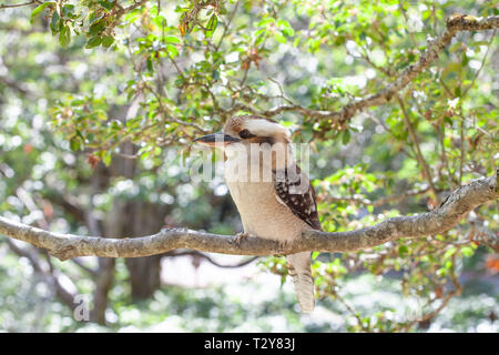 Kookaburra auf Ast auf hellen Sommertag Stockfoto