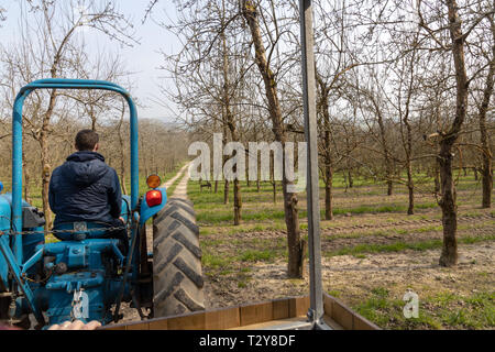 Traktor Farm Tour der Obstgärten auf Healeys Cyder Farm Stockfoto