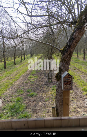 Traktor Farm Tour der Obstgärten auf Healeys Cyder Farm Stockfoto