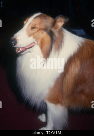 BEL-AIR, CA - 14. März: Lassie besucht Tina Braun Hosts' der New Yorker geht an die Filme" am 14. März 1994 im Hotel Bel-Air in Bel-Air, Kalifornien. Foto von Barry King/Alamy Stock Foto Stockfoto