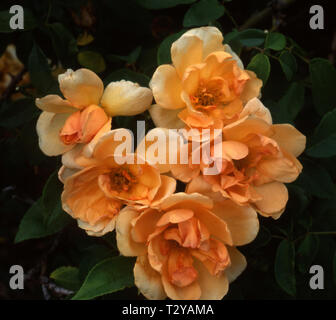 NAHAUFNAHME VON APRIKOSENFARBENEN NOISETTE-ROSEN (ROSA CREPUSCULE) EINE KLETTERROSE ODER WANDERROSE. Stockfoto