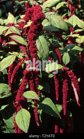 Liebe - Lügen - Blutungen (AMARANTHUS CAUDATUS), auch bekannt als Anhänger AMARANTH, QUASTE BLUME UND FUCHSSCHWANZ FUCHSSCHWANZ. Stockfoto