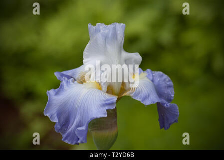 Iris Stockfoto