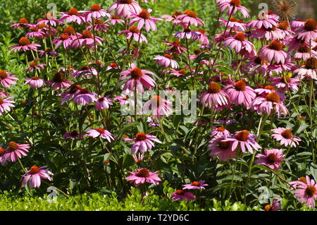 Blumen lila Kegel Stockfoto