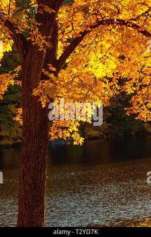 Herbst Wald und See Stockfoto