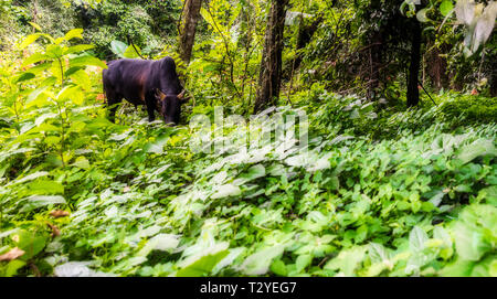 Thai Kuh grasen in Regenwald Feld von Bäumen und Pflanzen umgeben Stockfoto