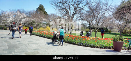 Dallas, Texas - März 18, 2019 - Junge Familien Wandern im Frühling am Dallas Arboretum Garten in Dallas, Texas. Stockfoto