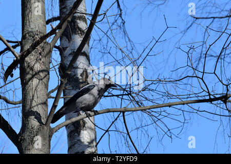 Krähe saß auf einem Baum im Wald auf einem Hintergrund von den klaren, blauen Himmel Stockfoto