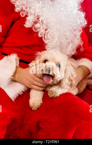 Santa mit einem Welpen Stockfoto