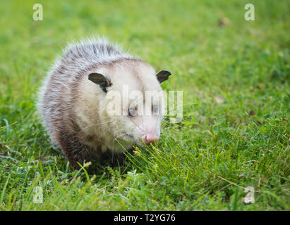 Männliche Possum, Virginia Opossum, suchen nach Nahrung im Gras Stockfoto