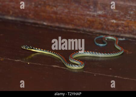 Paradise tree snake (chrysopelea Paradisi) auf Holzboden, Sabah, Borneo, Malaysia Stockfoto