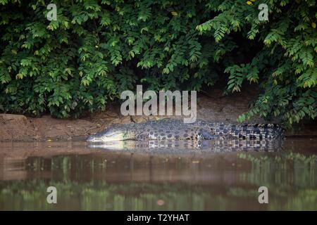 Salzwasser Krokodil (Crocodylus porosus) am Bahndamm Kinabatangan Fluss, Sabah, Borneo, Malaysia Stockfoto