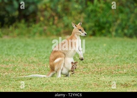 Agile Wallaby (Macropus agilis), Mutter mit ihrem jungen Tier in einer kängurutasche auf einer Wiese, Queensland, Australien Stockfoto