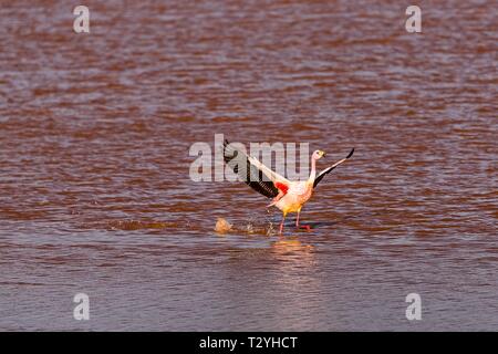 Flying Anden Flamingo (Phoenicoparrus andinus) in der Laguna Colorada, Reserva Nacional de Fauna Andina Eduardo Avaroa, Altiplano, Departamento Stockfoto