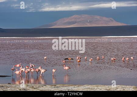 Andengemeinschaft (Phoenicoparrus andinus) Flamingos in der Laguna Colorada, Reserva Nacional de Fauna Andina Eduardo Avaroa, Altiplano, Departamento Potosí Stockfoto