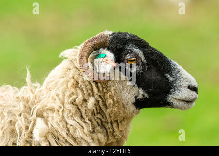 Ewe, swaledale (weibliche Schafe) Kopf und Schultern Nahaufnahme von swaledale Schaf rechts zeigt. Mit sauberem, Grün, verschwommenen Hintergrund. Landschaft, Copyspace Stockfoto