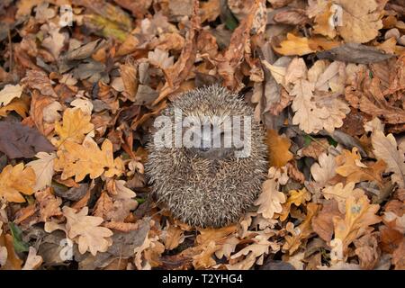 Europäischer Igel (Erinaceus europaeus) aufgerollt Unter den gefallenen Blätter im Herbst, Suffolk, England, Vereinigtes Königreich Stockfoto