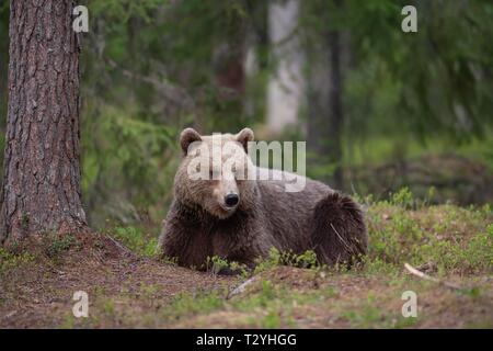 Braunbär (Ursus arctos), Weibliche liegen in einem Wald, Kuhmo, Finnland Stockfoto