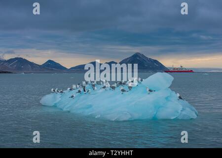 Dreizehenmöwen (Larus tridactyla) sitzt auf einem riesigen Stück Gletschereis mit einem Expeditionsboot im Hintergrund, Hornsund, Arktis, Svalbard, Norwegen Stockfoto