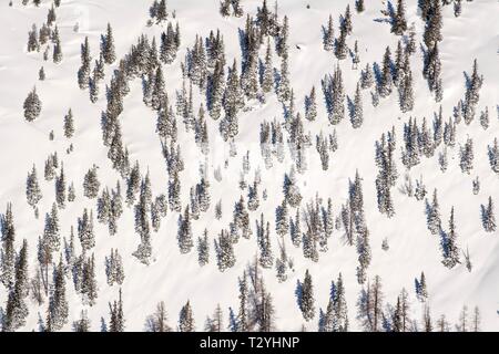 Fichte (Picea abies), hohe Wald oder schützenden Wald am Hang mit Schnee, Österreich Stockfoto