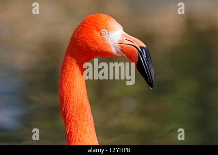 Amerikanische Flamingo (Phoenicopterus ruber), Tier Portrait, Captive, Deutschland Stockfoto