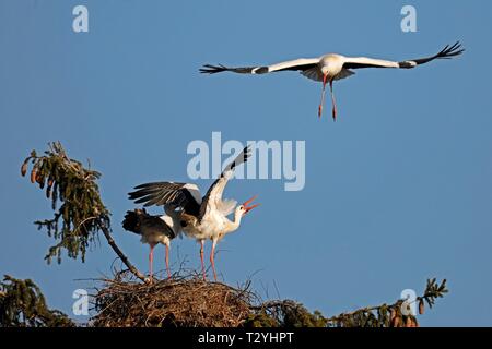 Weißstörche (Ciconia ciconia), Tier Paar in das Nest auf einem Baum, ein Storch über es fliegt, Deutschland Stockfoto