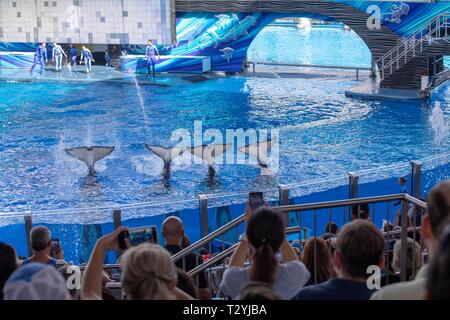 Delphin Show, Sea World, Florida, Westwood, Orlando, Florida, USA Stockfoto