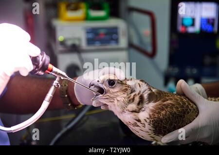 Die medizinische Behandlung, die Endoskopie von einer betäubten Falcon, Falcon Hospital, Souq Waqif, Doha, Qatar Stockfoto